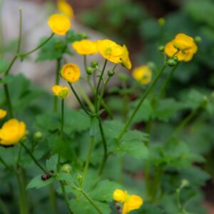 RANUCULUS LANUGINOSUS, RANUNCOLO LANUTO, DOWNY-BUTTERCUP, RANUNCULACEAE, EUROPA CAUCASO - 7373