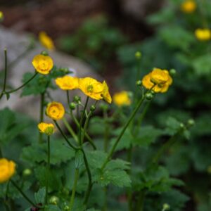 RANUCULUS LANUGINOSUS, RANUNCOLO LANUTO, DOWNY-BUTTERCUP, RANUNCULACEAE, EUROPA CAUCASO - 7372