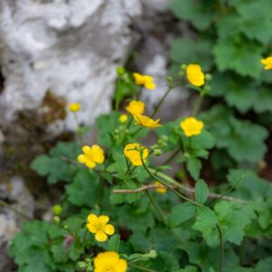 RANUCULUS LANUGINOSUS, RANUNCOLO LANUTO, DOWNY-BUTTERCUP, RANUNCULACEAE, EUROPA CAUCASO - 7374