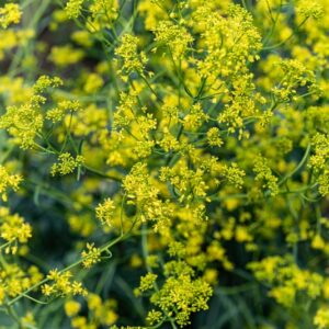 RESEDA LUTEA, L, RESEDA COMUNE, WILD MIGNONETTE, EUROPA, RESEDACEAE - 7290