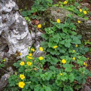 RANUCULUS LANUGINOSUS, RANUNCOLO LANUTO, DOWNY-BUTTERCUP, RANUNCULACEAE, EUROPA CAUCASO - 7375