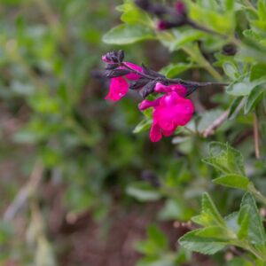 SALVIA MICROPHYLLA KUNT NAVAJO, LAMIACEAE - 7433