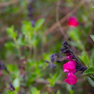SALVIA MICROPHYLLA KUNT NAVAJO, LAMIACEAE - 7434