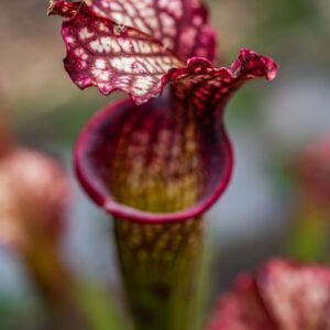 SARRACENIA SP, PIANTA AD ANFORA, TRUMPET PITCHERS, AMERICA NORD ORIENTALE, SARRACENIACEAE - 7293