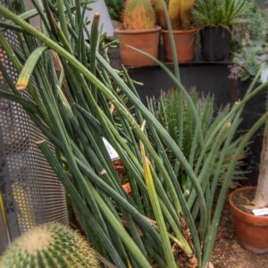 SANSEVIERIA HAHNII CILINDRICA, AGAVACEAE - 7454