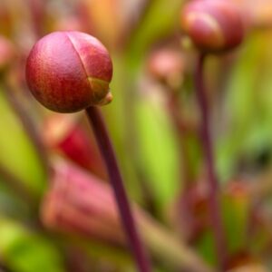 SARRACENIA SP, PIANTA AD ANFORA, TRUMPET PITCHERS, AMERICA NORD ORIENTALE, SARRACENIACEAE - 7294