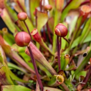 SARRACENIA SP, PIANTA AD ANFORA, TRUMPET PITCHERS, AMERICA NORD ORIENTALE, SARRACENIACEAE - 7295