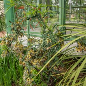 SOPHORA MICROPHILLA, AITON, SUN KING, FABACEAE, COLTIVATA - 7408