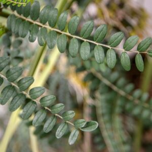 SOPHORA MICROPHILLA, AITON, SUN KING, FABACEAE, COLTIVATA - 7409