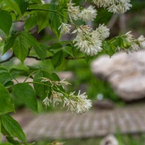 STAPHYLEA COLCHICA, STEVEN, STAFILEA COLCHICA, CAUCASIAN BLADDERNUT, EUROPA ORIENTALE, STAPHYLEACEAE - 7334