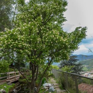 STAPHYLEA COLCHICA, STEVEN, STAFILEA COLCHICA, CAUCASIAN BLADDERNUT, EUROPA ORIENTALE, STAPHYLEACEAE - 7335