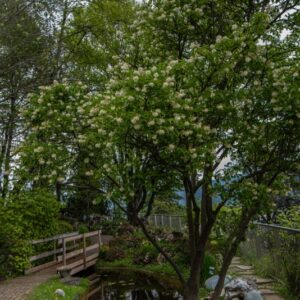 STAPHYLEA COLCHICA, STEVEN, STAFILEA COLCHICA, CAUCASIAN BLADDERNUT, EUROPA ORIENTALE, STAPHYLEACEAE - 7336