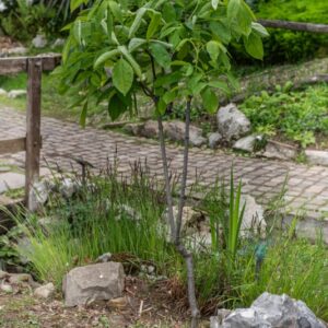 STAPHYLEA PINNATA, L, BOSSOLO, EUROPEAN BLADDERNUT, PONTICA, STAPHYLEACEAE - 7330