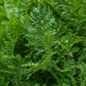 TANACETUM VULGARE, L, ERBA AMARA SELVATICA, TANSY, EURASIATICA - 7283
