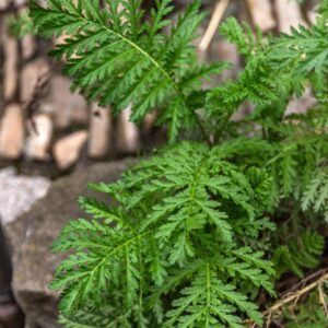 TANACETUM VULGARE, L, ERBA AMARA SELVATICA, TANSY, EURASIATICA - 7419