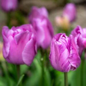 TULIPA ALIBI, TULIPANO ALIBI, GRUPPO TRIONFO, LILIACAEAE - 7524