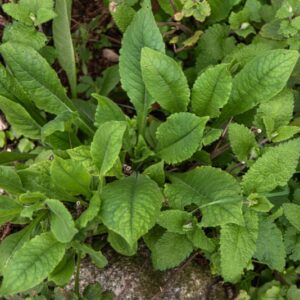 TEUCRIUM SCORDIUM, L, CAMEDRIO SCORDIO, WATER GERMANDER, LAMIACEAE, EUROPA, CAUCASO - 7396