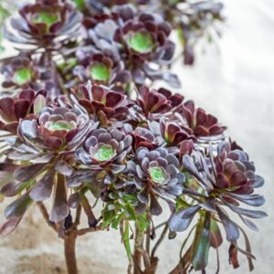 AEONIUM - VELOUR - CRASSULACEAE - 1589