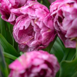 TULIPA AMAZING GRACE, TULIPANO AMAZING GRACE, GRUPPO DOPPIO, LILIACAEAE - 7630