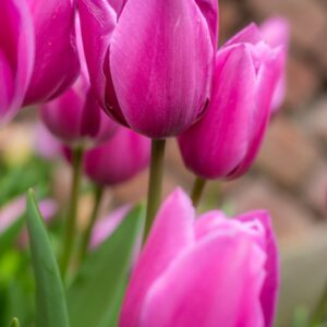 TULIPA AMEDEA, TULIPANO AMEDEA, GRUPPO TRIONFO, LILIACAEAE - 7519