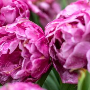 TULIPA AMAZING GRACE, TULIPANO AMAZING GRACE, GRUPPO DOPPIO, LILIACAEAE - 7629