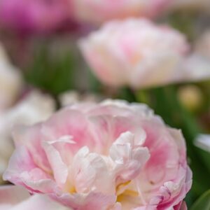 TULIPA ANGELIQUE, TULIPANO ANGELIQUE, GRUPPO DOPPIO, LILIACAEAE - 7626