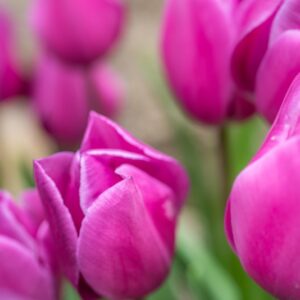 TULIPA AMEDEA, TULIPANO AMEDEA, GRUPPO TRIONFO, LILIACAEAE - 7520