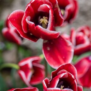 TULIPA ARMANI, TULIPANO ARMANI, GRUPPO TRIONFO, LILIACAEAE - 7514
