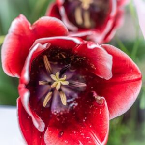 Tulipa Armani, Tulipano Armani, gruppo Trionfo, Liliacaeae