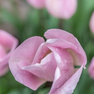 TULIPA BARCELONA BEAUTY, TULIPANO BARCELONA BEAUTY, GRUPPO TRIONFO, LILIACAEAE - 7510