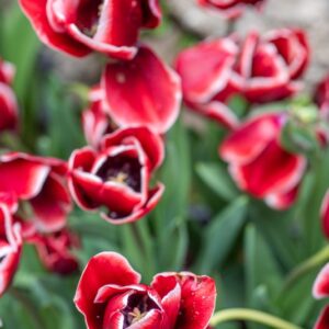 Tulipa Armani, Tulipano Armani, gruppo Trionfo, Liliacaeae