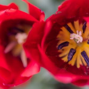 TULIPA BASTOGNE, TULIPANO BASTOGNE, GRUPPO TRIONFO, LILIACAEAE - 7504