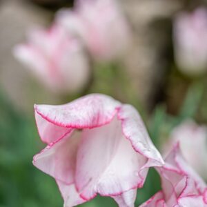 TULIPA BEAUTY TREND, TULIPANO BEAUTY TREND, GRUPPO TRIONFO, LILIACAEAE - 7499