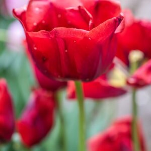TULIPA BASTOGNE, TULIPANO BASTOGNE, GRUPPO TRIONFO, LILIACAEAE - 7505