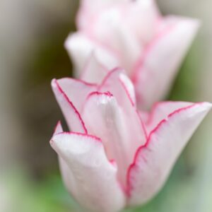 TULIPA BEAUTY TREND, TULIPANO BEAUTY TREND, GRUPPO TRIONFO, LILIACAEAE - 7501