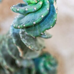 CEREUS VALIDUS - SPIRALIS MONSTRUOSUS - CACTACECEAE - 1591
