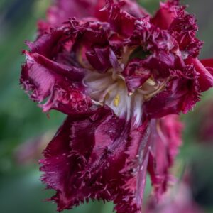 TULIPA BELL SONGS, TULIPANO BELL SONGS, GRUPPO CRISPA, LILIACAEAE - 7623