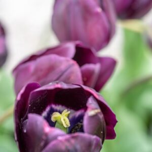 TULIPA BLACK BEAN, TULIPANO BLACK BEAN, GRUPPO SINGOLO, LILIACAEAE - 7659