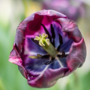 TULIPA BLACK BEAN, TULIPANO BLACK BEAN, GRUPPO SINGOLO, LILIACAEAE - 7661