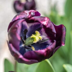 TULIPA BLACK BEAN, TULIPANO BLACK BEAN, GRUPPO SINGOLO, LILIACAEAE - 7658