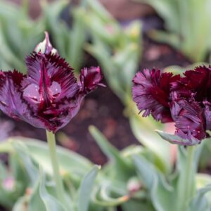 TULIPA BLACK PARROT, PAMPLONA, TULIPANO BLACK PARROT, GRUPPO PAPPAGALLO, LILIACAEAE - 7615