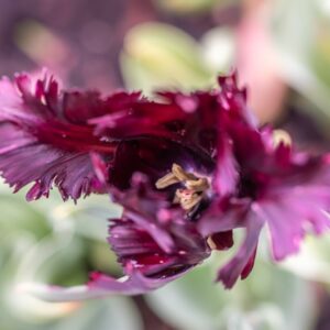 TULIPA BLACK PARROT, PAMPLONA, TULIPANO BLACK PARROT, GRUPPO PAPPAGALLO, LILIACAEAE - 7616
