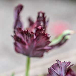 TULIPA BLACK PARROT, PAMPLONA, TULIPANO BLACK PARROT, GRUPPO PAPPAGALLO, LILIACAEAE - 7617