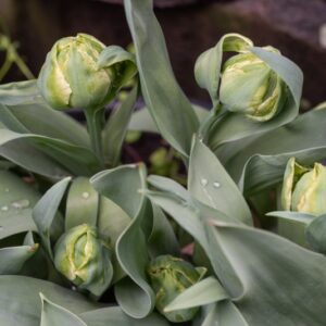 TULIPA BULLSEYE, TULIPANO BULLSEYE, GRUPPO DOPPIO, LILIACAEAE - 7668