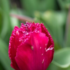 TULIPA BURGUNDY LACE, TULIPANO BURGUNDY LACE, GRUPPO CRISPA, LILIACAEAE - 7683
