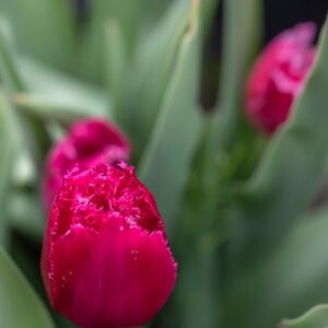 TULIPA BURGUNDY LACE, TULIPANO BURGUNDY LACE, GRUPPO CRISPA, LILIACAEAE - 7684