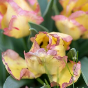 TULIPA CAPE TOWN, TULIPANO CAPE TOWN, GRUPPO TRIONFO, LILIACAEAE - 7496