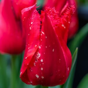 TULIPA CALIBRA, TULIPANO CALIBRA, GRUPPO DOPPIO, LILIACAEAE - 7678