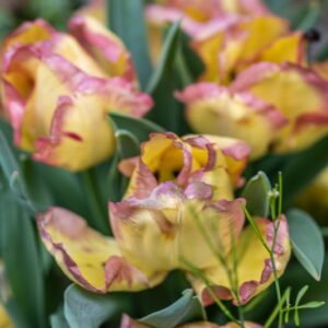 TULIPA CAPE TOWN, TULIPANO CAPE TOWN, GRUPPO TRIONFO, LILIACAEAE - 7497