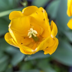 TULIPA CARACTERE, TULIPANO CARACTERE, GRUPPO TRIONFO, LILIACAEAE - 7492
